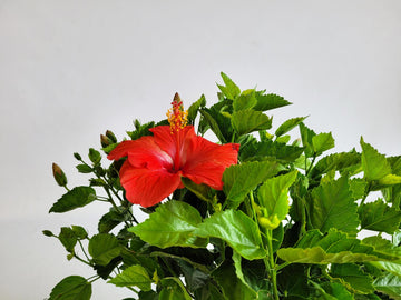 Plante d'hibiscus fleurs rouges