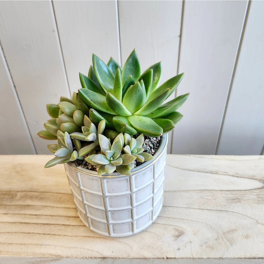 Jardin de plante succulentes contemporain