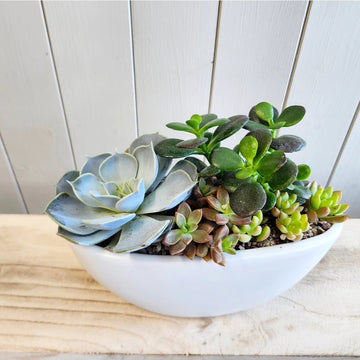 Le jardin de succulentes d'été