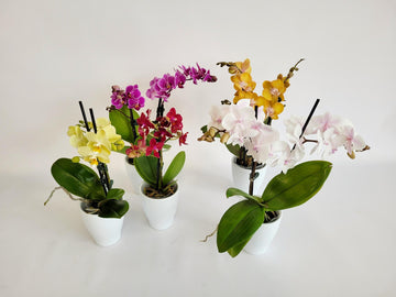 D) Mini orchidée couleurs variées