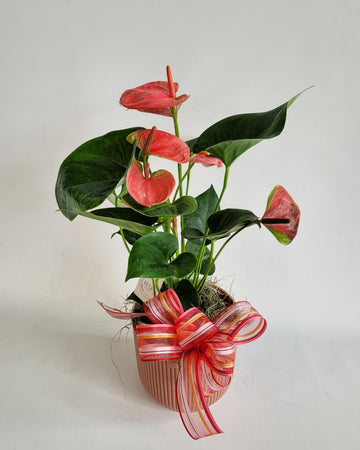 D) Plante d'anthurium avec cache pot ( Couleurs assorties)