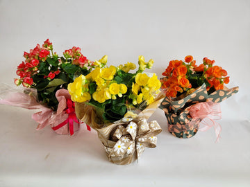 D) Plante Bégonia de couleurs variées