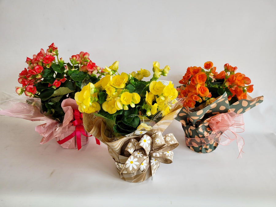 D) Plante Bégonia de couleurs variées