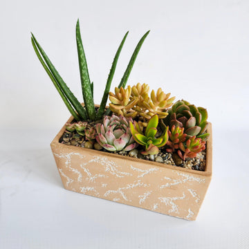 Jardin de plantes succulentes (vase rectangulaire couleur rosé/pêche)