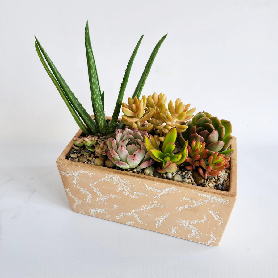 Jardin de plantes succulentes (vase rectangulaire couleur rosé/pêche)