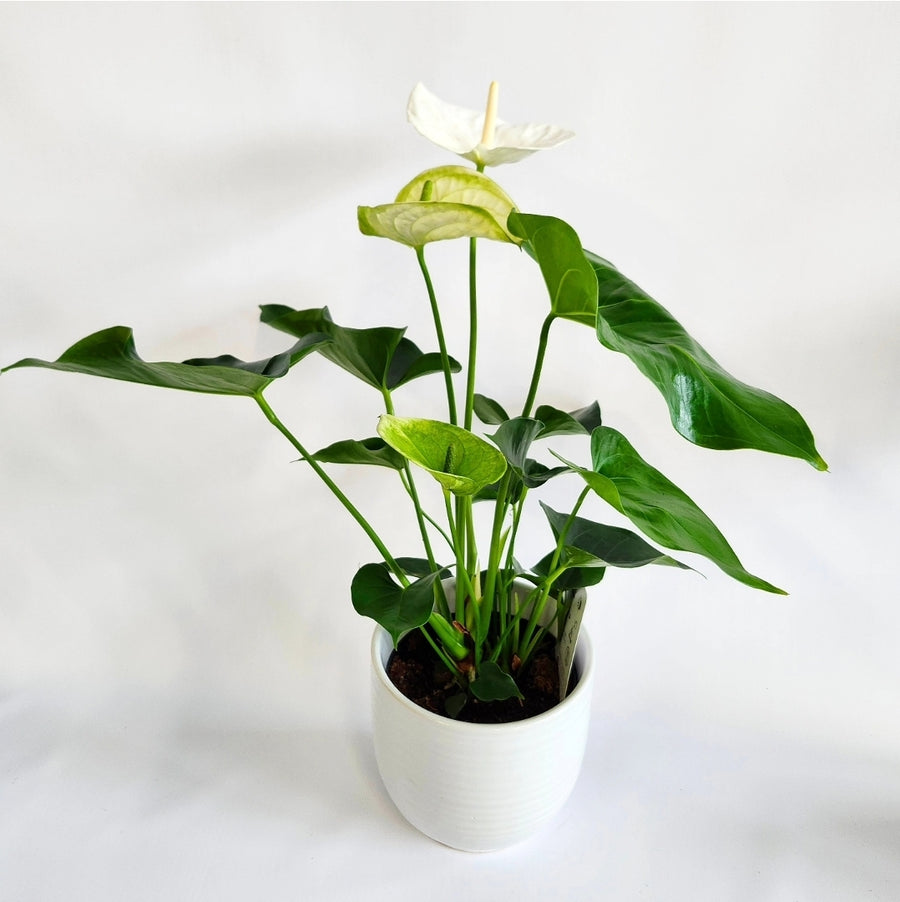 Plante d'anthurium ( rouge ou blanc)