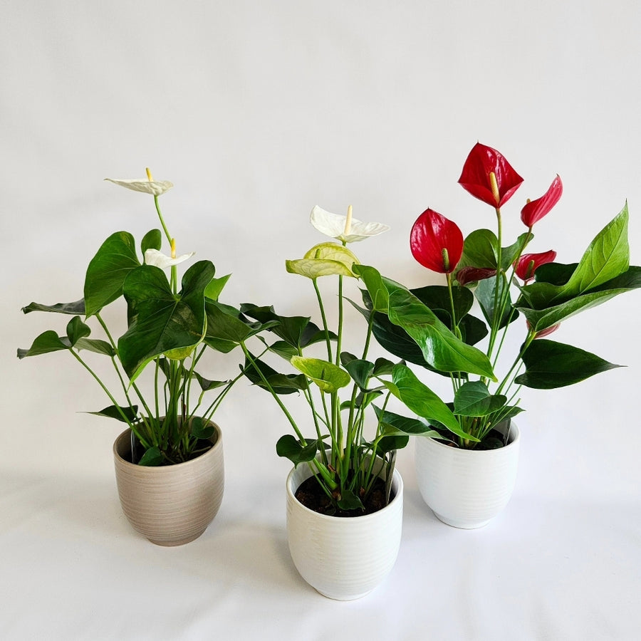 Plante d'anthurium ( rouge ou blanc)