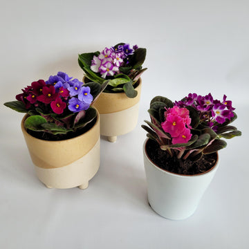 Violette africaine avec cache pot assortie.