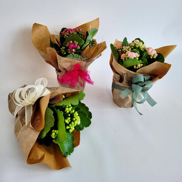 D) Calandiva (Couleurs variées)