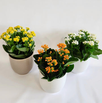 Grande plante calandiva, couleurs variées