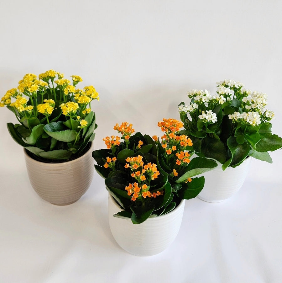 Grande plante calandiva, couleurs variées