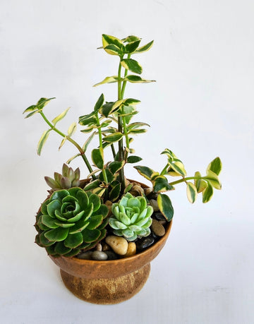 D) Jardin de plante succulentes dans un vase en céramique ocre (Petit format)
