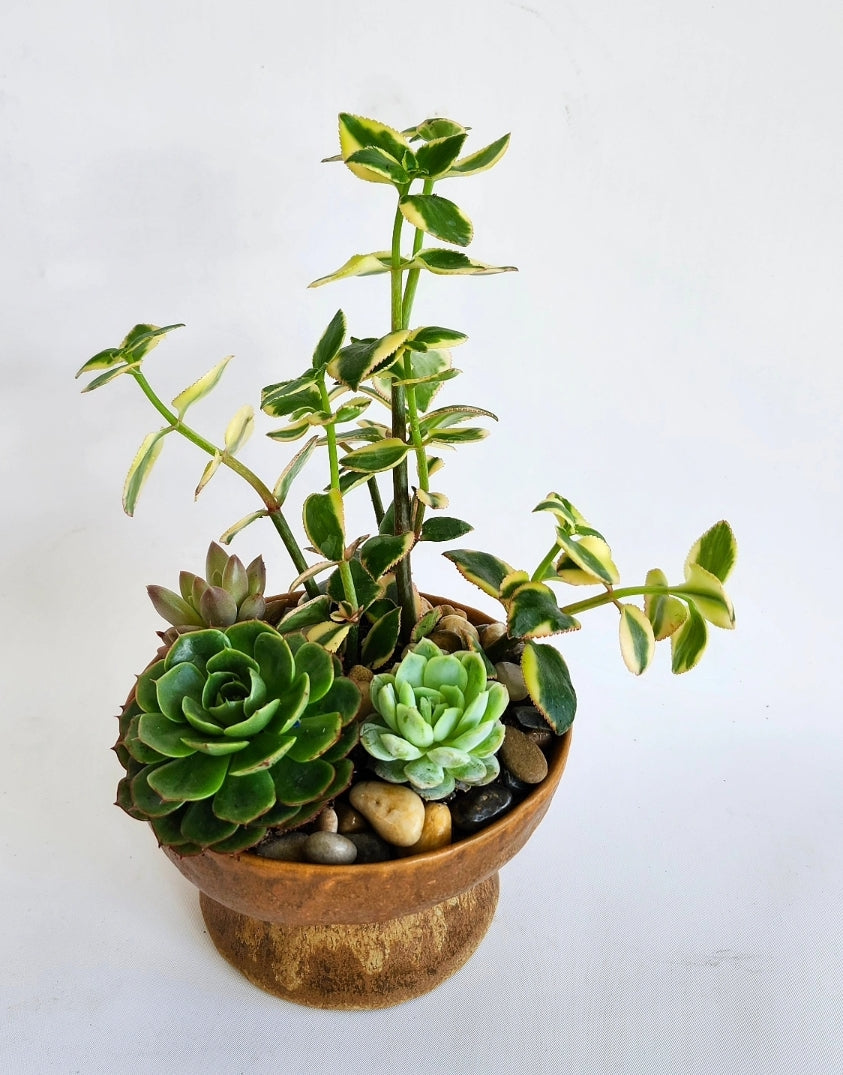 D) Jardin de plante succulentes dans un vase en céramique ocre (Petit format)