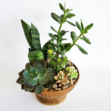 D) Jardin de plante succulentes dans un vase en céramique ocre (Grand format)