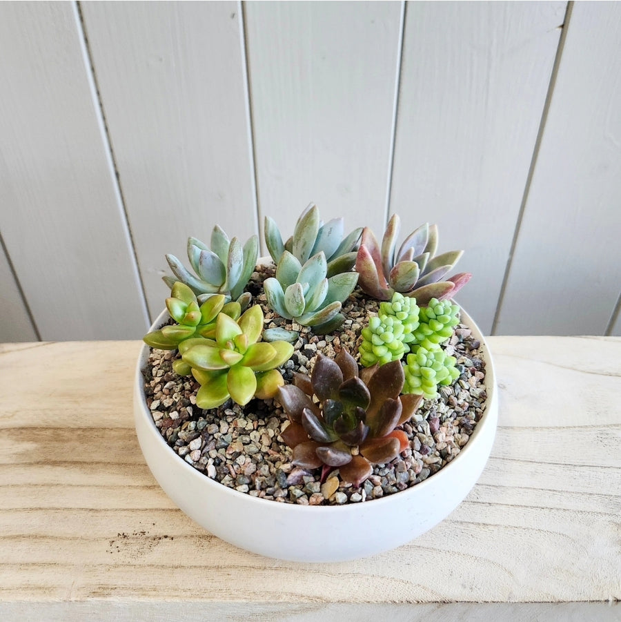 Le petit jardin de succulentes rond