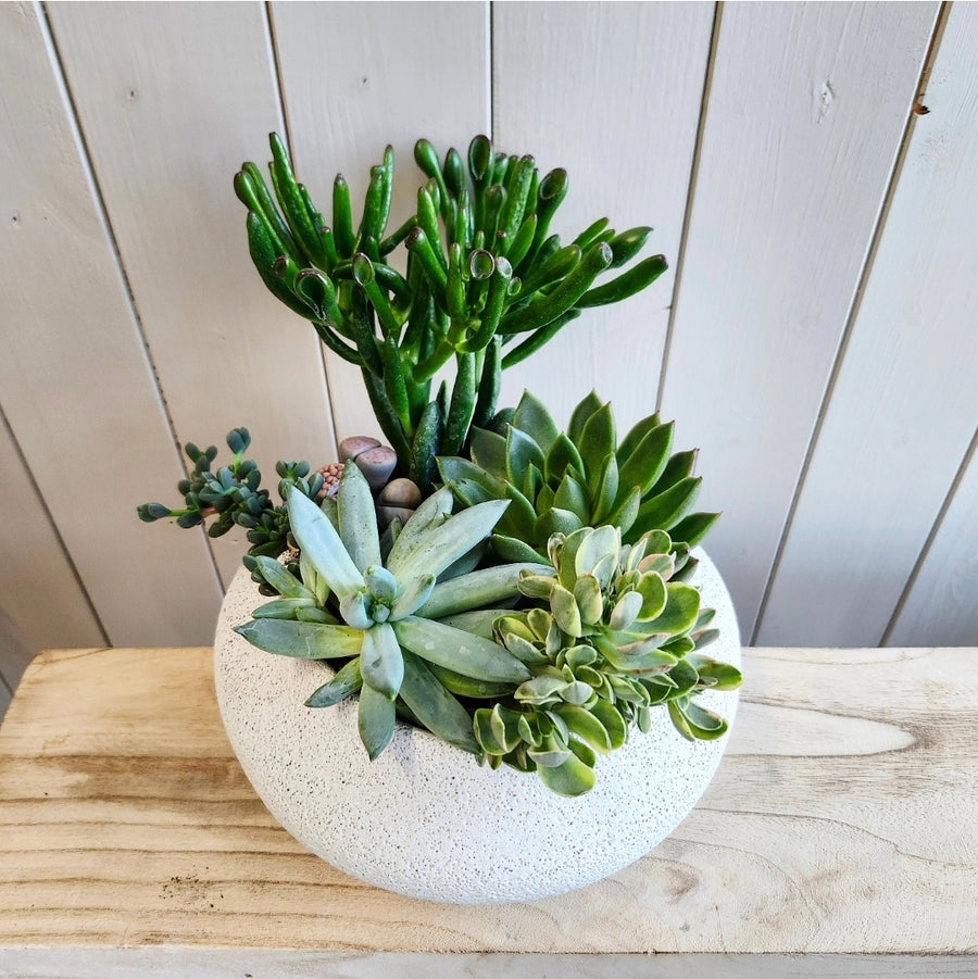Jardin de plante succulentes stylisé