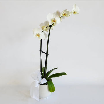 L'orchidée blanche