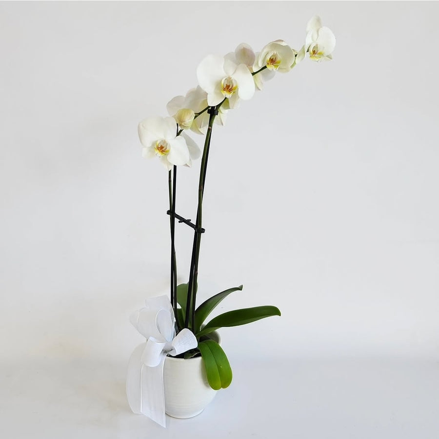 L'orchidée blanche