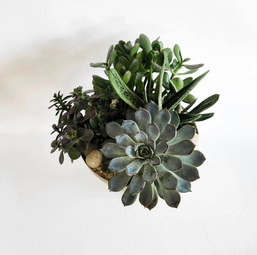 Jardin de plante succulentes stylisé