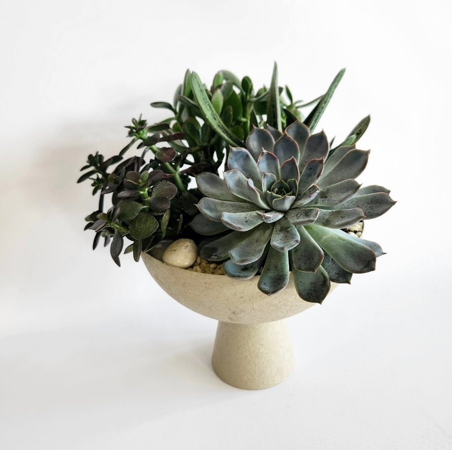 Jardin de plante succulentes stylisé