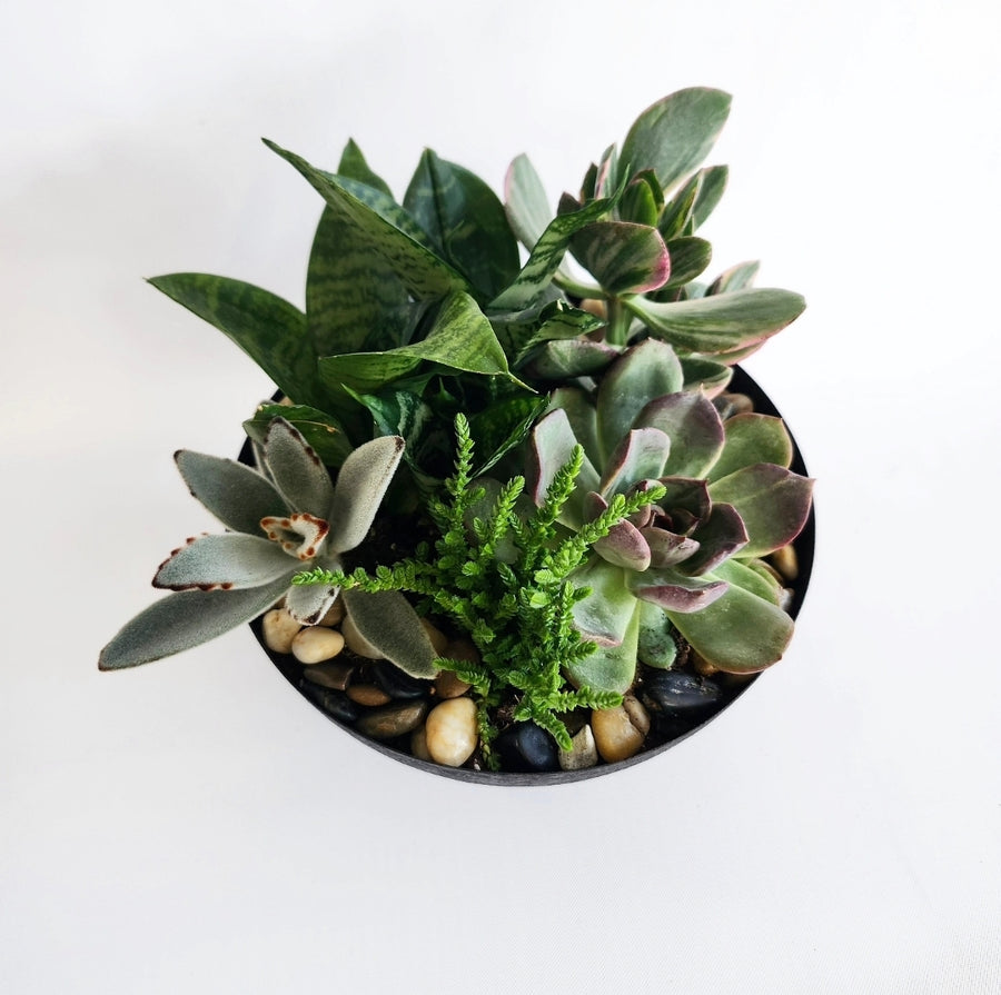 Jardin de plante succulentes contemporain