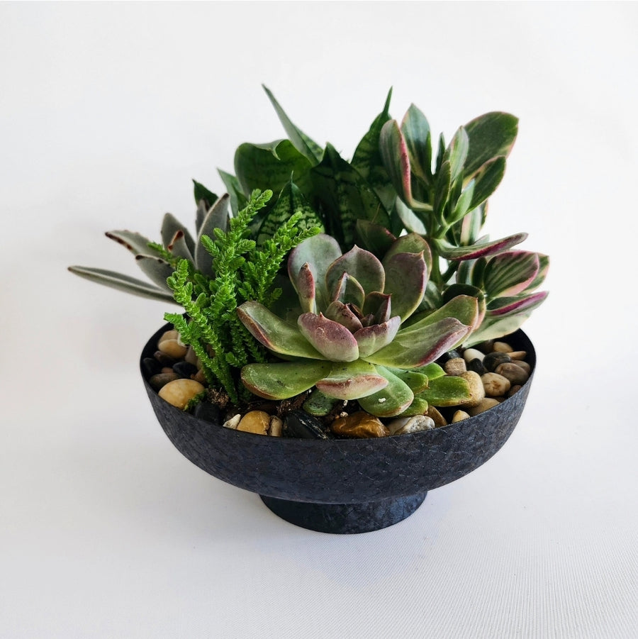 Jardin de plante succulentes contemporain