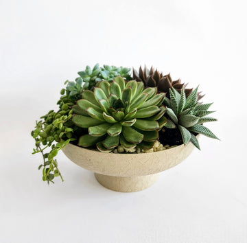 Le jardin de succulentes d'été