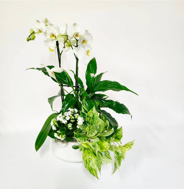 L'orchidée et sa verdure