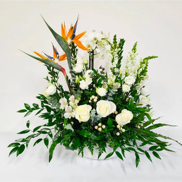 Les oiseaux et l'orchidée blanche