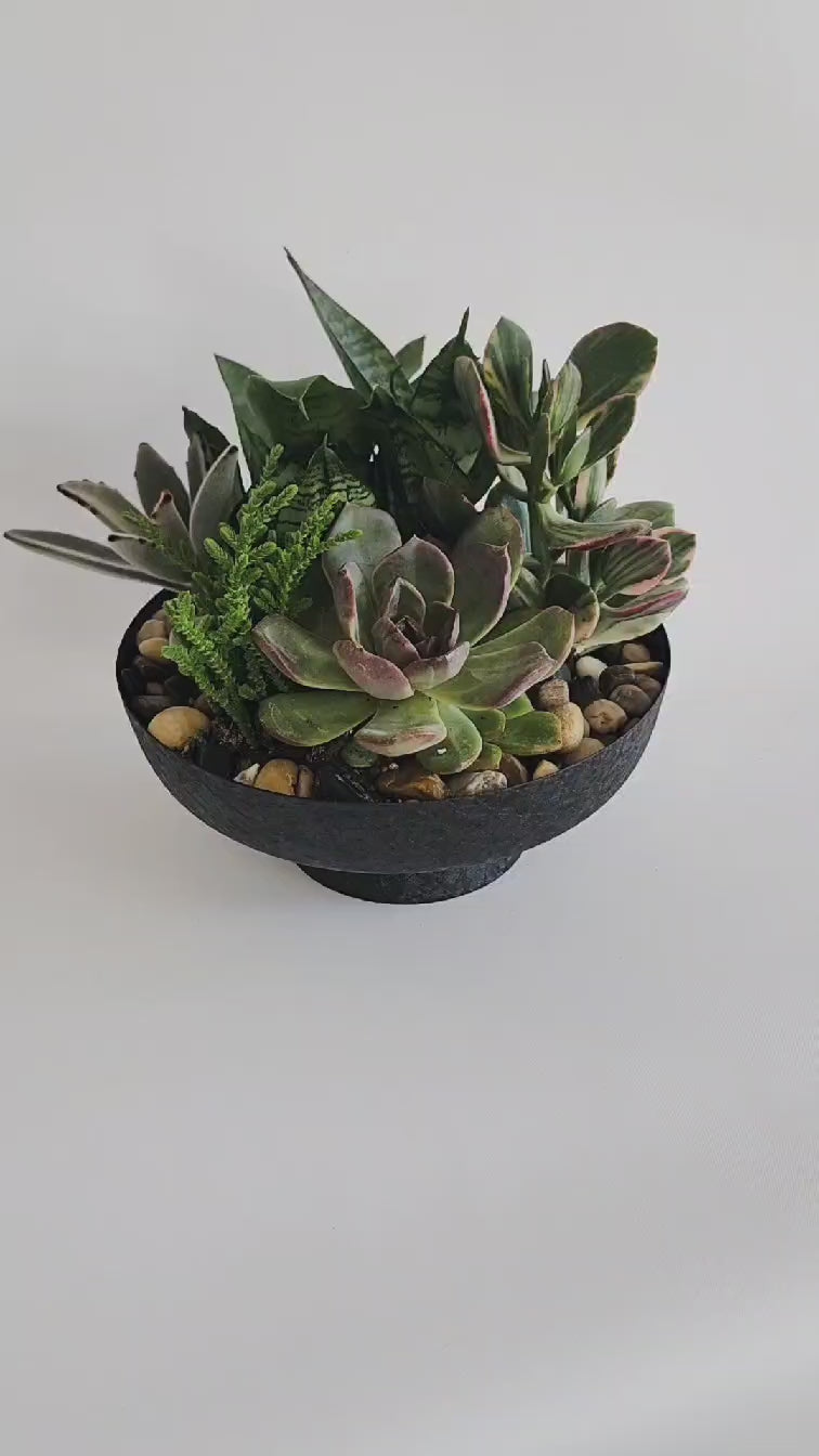 Jardin de plante succulentes contemporain