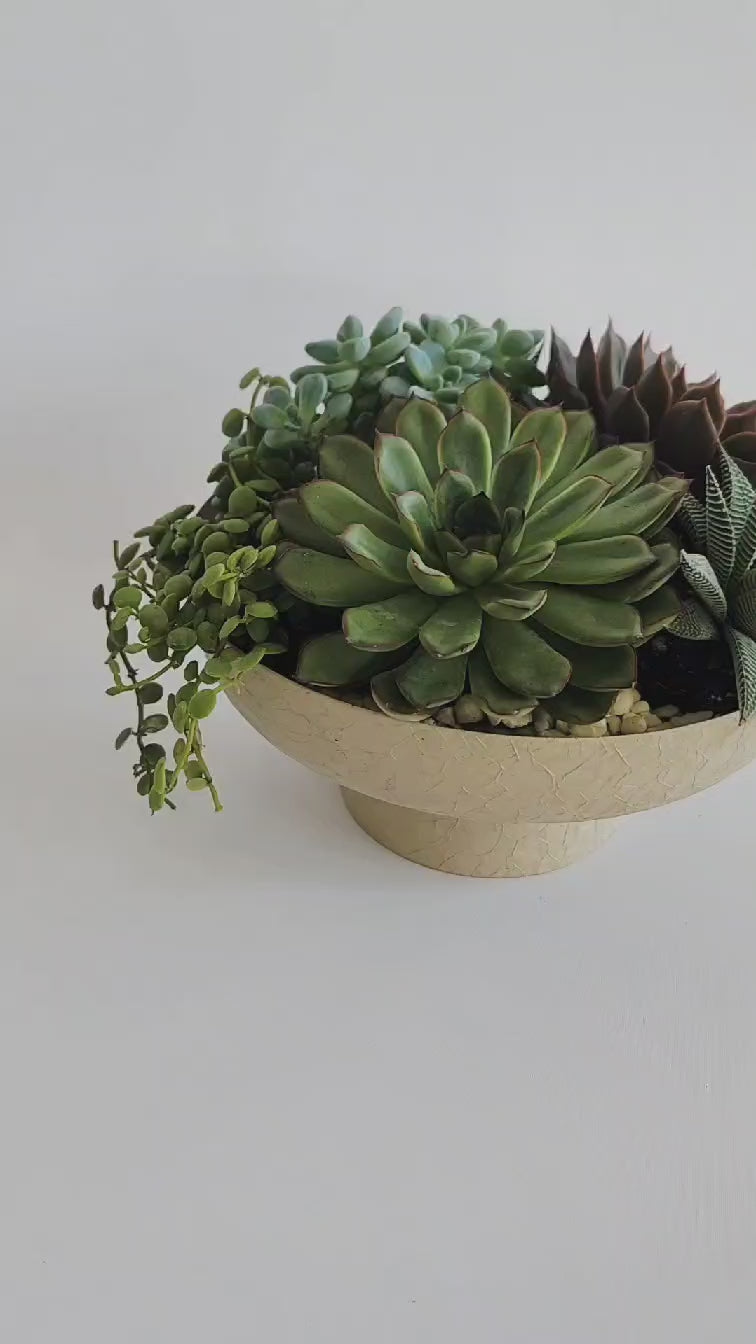 Le jardin de succulentes d'été