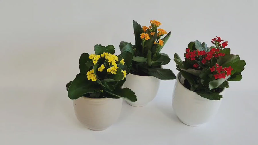 Petite plante de Calandiva, couleurs variées.