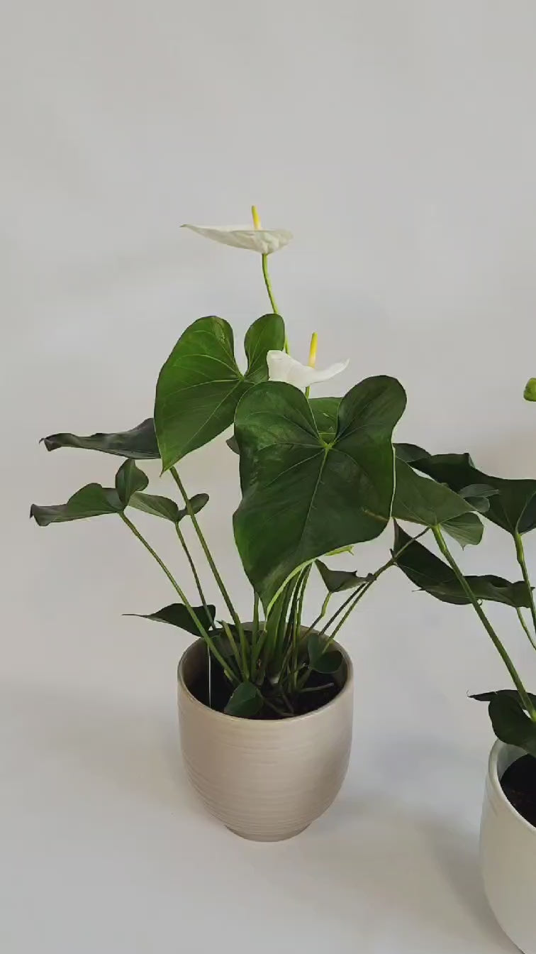 Plante d'anthurium ( rouge ou blanc)