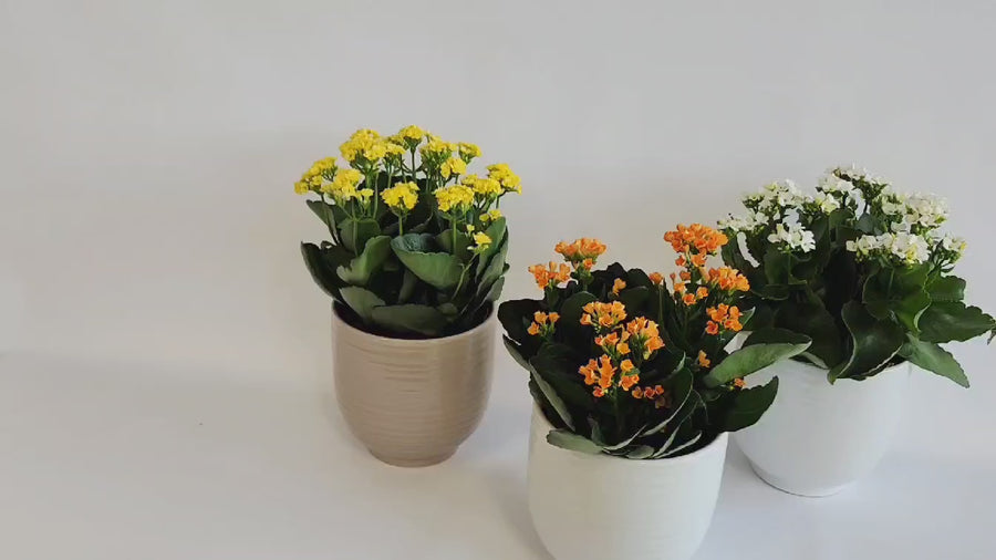 Grande plante calandiva, couleurs variées