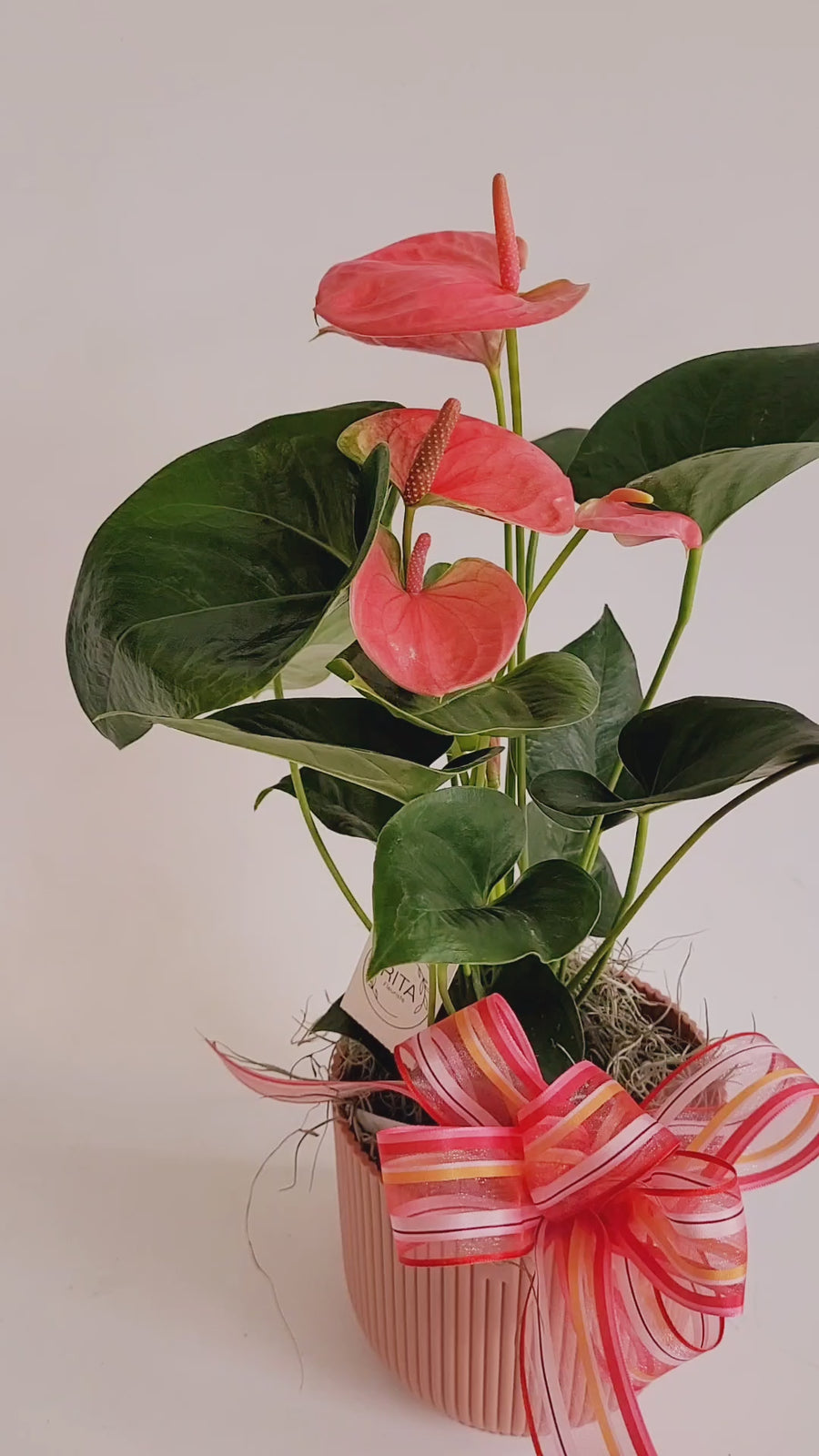 D) Plante d'anthurium ( Couleurs assorties)