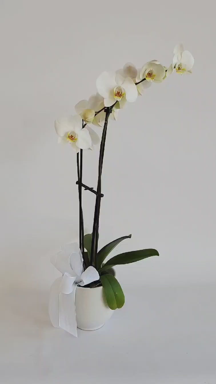 L'orchidée blanche