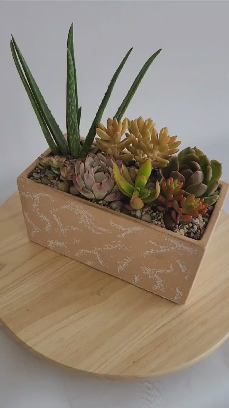Jardin de plantes succulentes (vase rectangulaire couleur rosé/pêche)