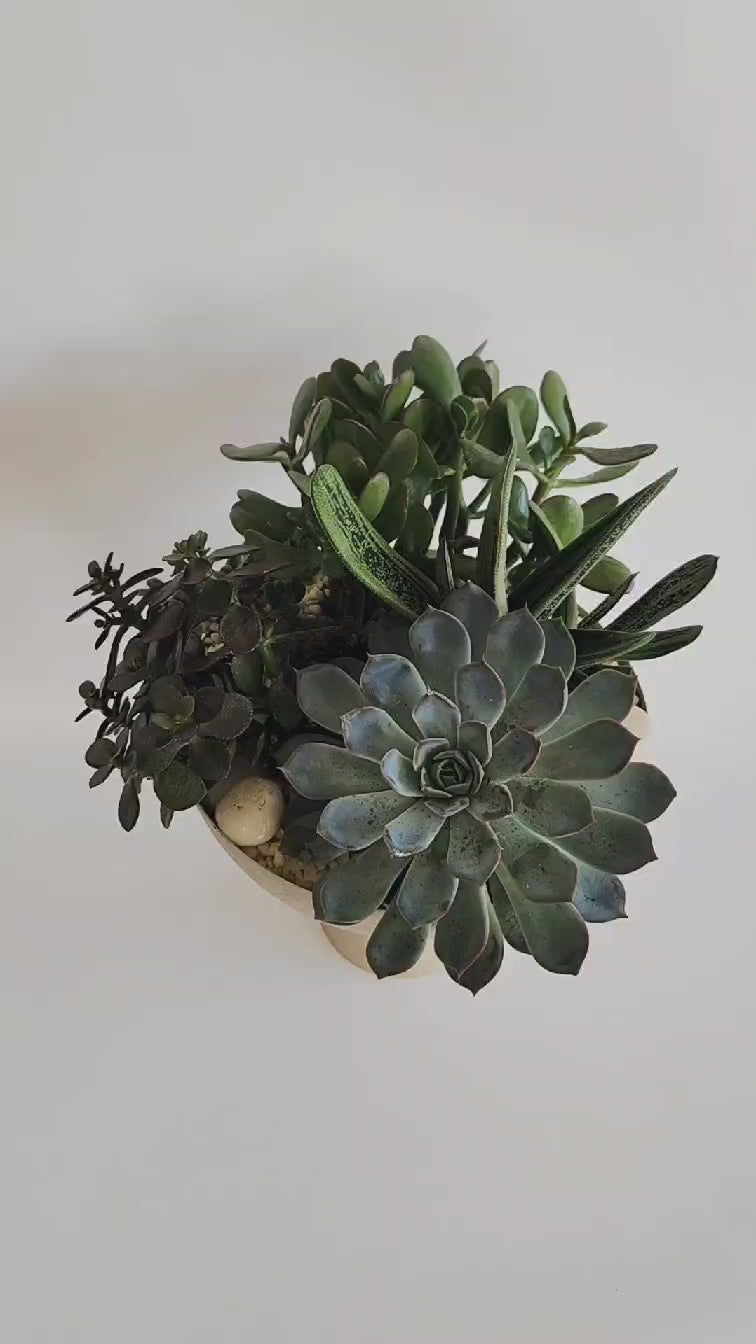 Jardin de plante succulentes stylisé