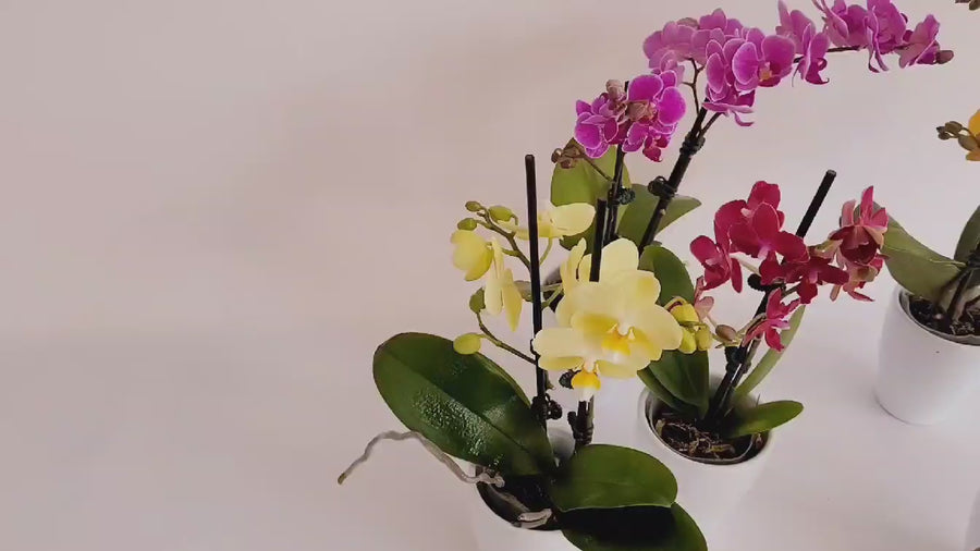 Mini orchidée couleurs variées
