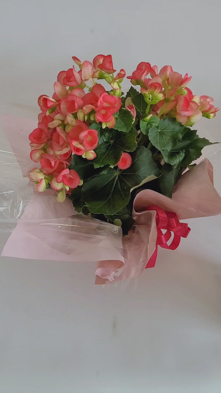 D) Plante Bégonia de couleurs variées