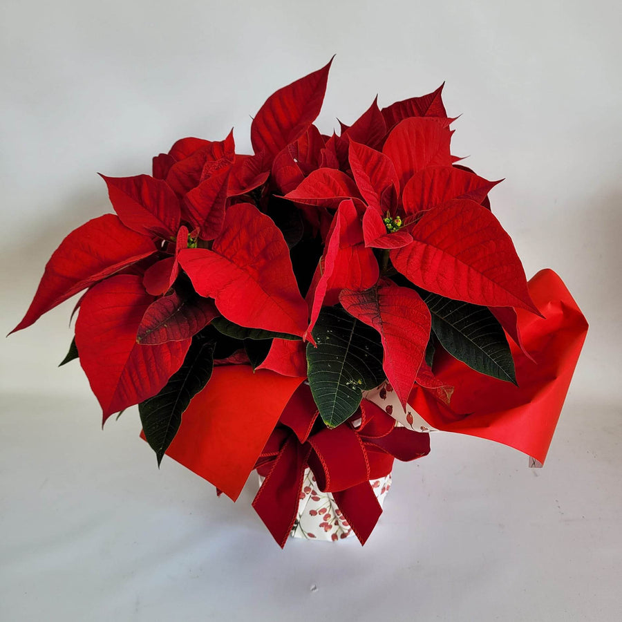 Le poinsettia rouge de Noël