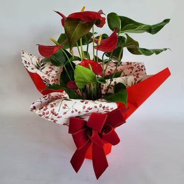 L'anthurium rouge de Noël