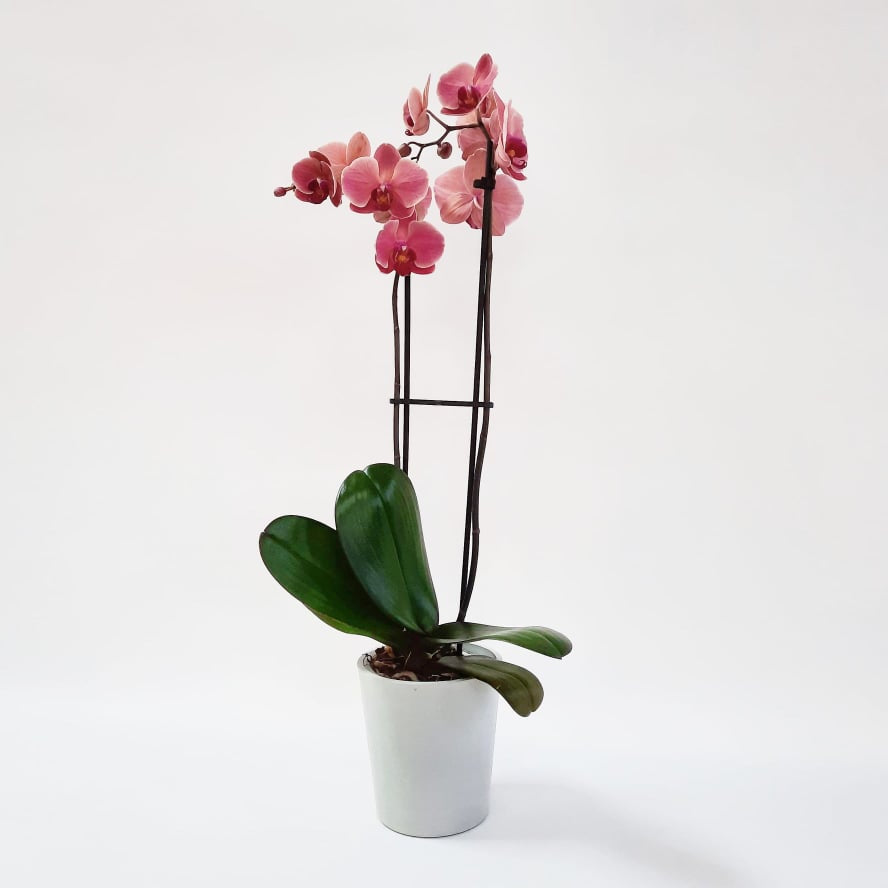 D) L'orchidée teinte féminine