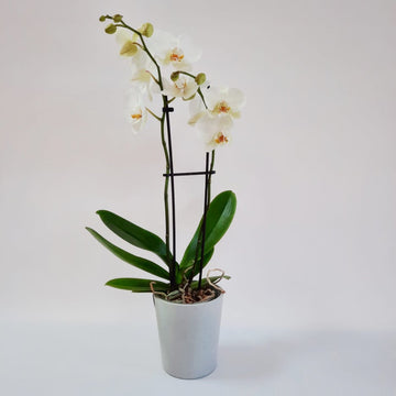 D) L'orchidée blanche
